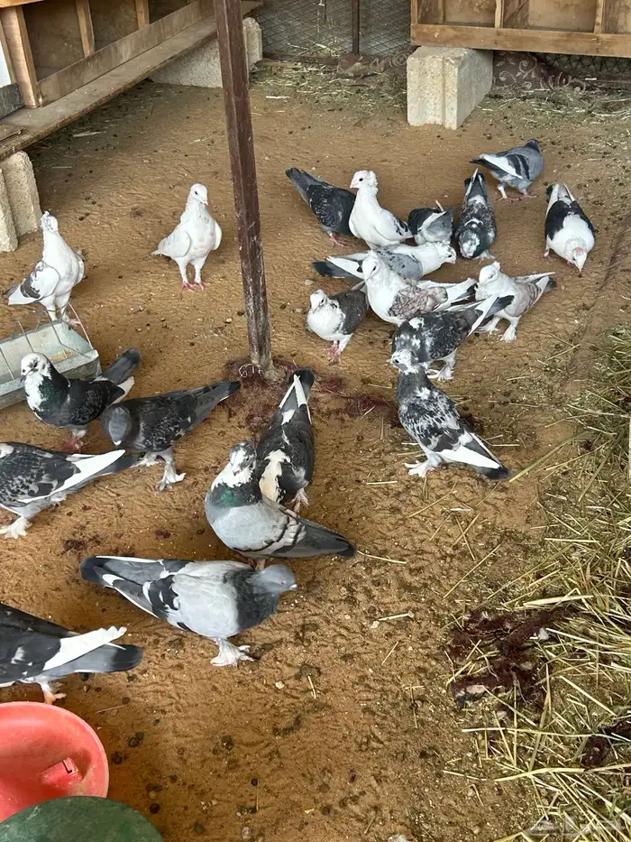 حمام و ارانب 5