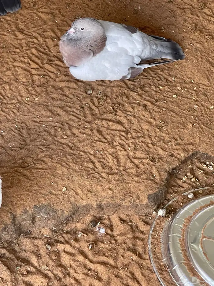 حمام لاحم فرنسي وزاجل 0