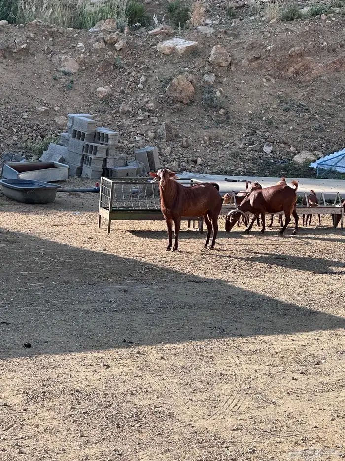 فحل ادهم صنف تيس 2