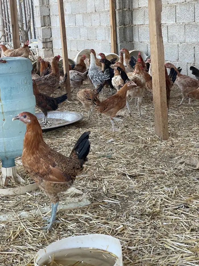 دجاج بلدي بياض وبشاير 0