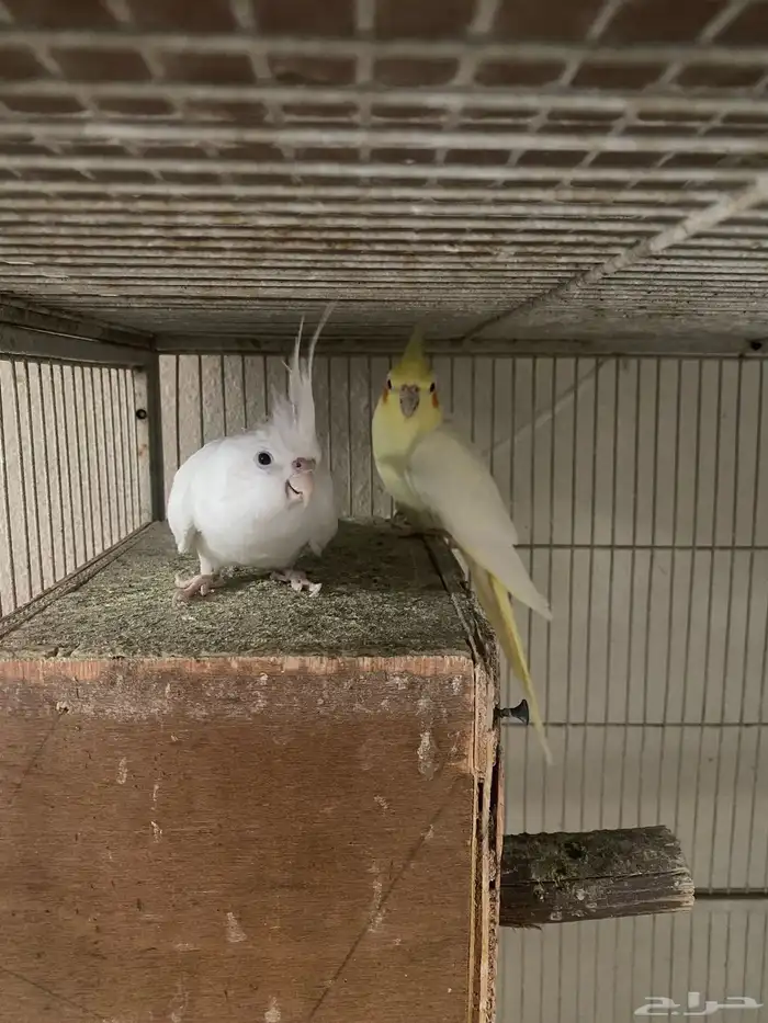 طيور كروان 1