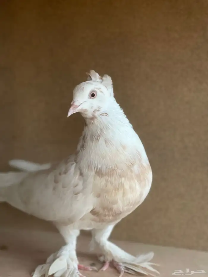 حمام البيع 4