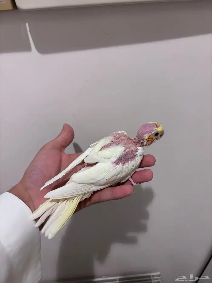 فروخ كروان لاتينو 0