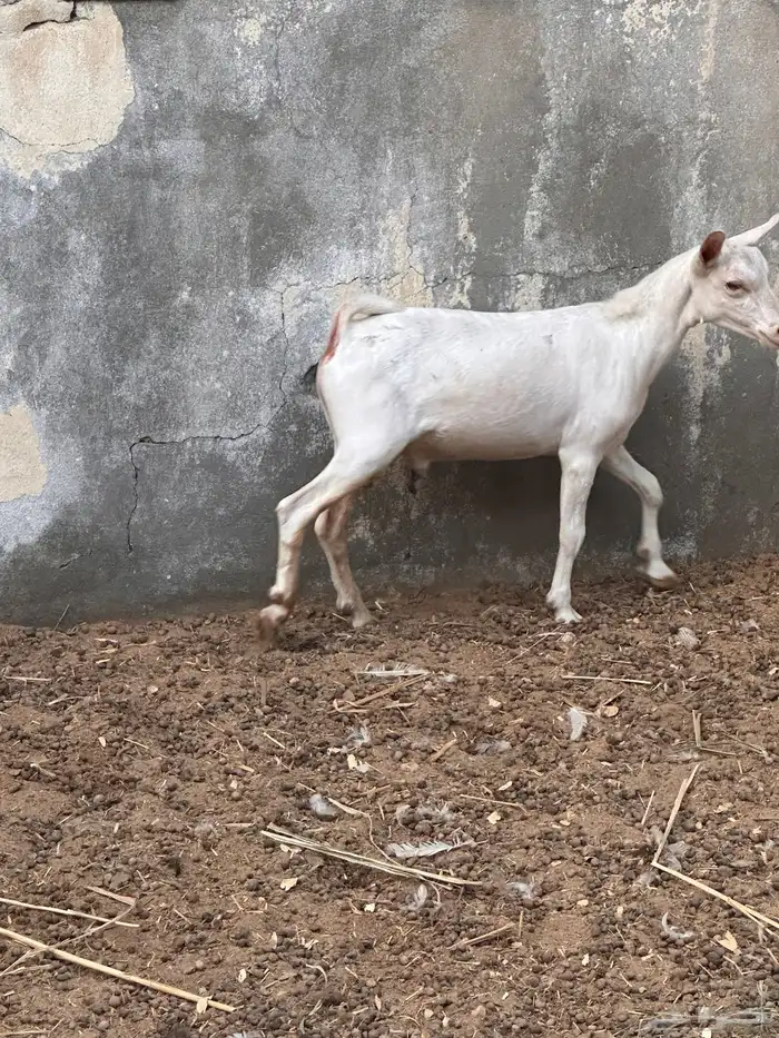تيسين عماني أبيض وجيشي بعمر 6 شهور للبيع 2
