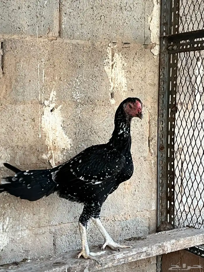 دجاج باكستاني 0