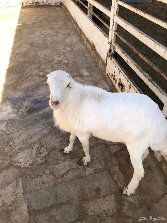 للبيع خروف رفيدي جذع ينسف شرط 6