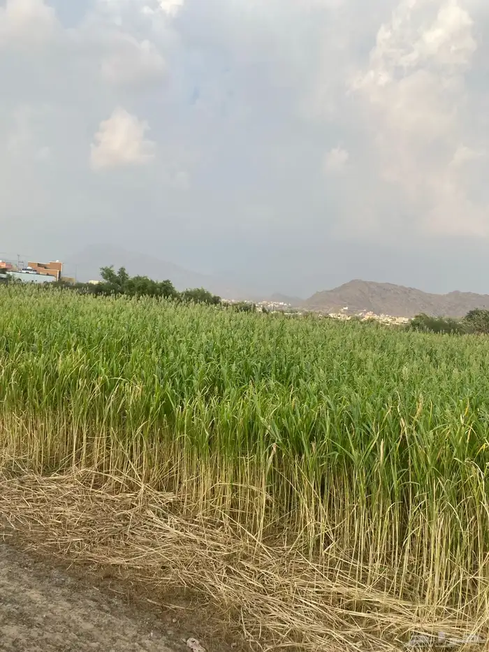 قصب بيضا بلدي للبيع قصب القطعه كامله 1