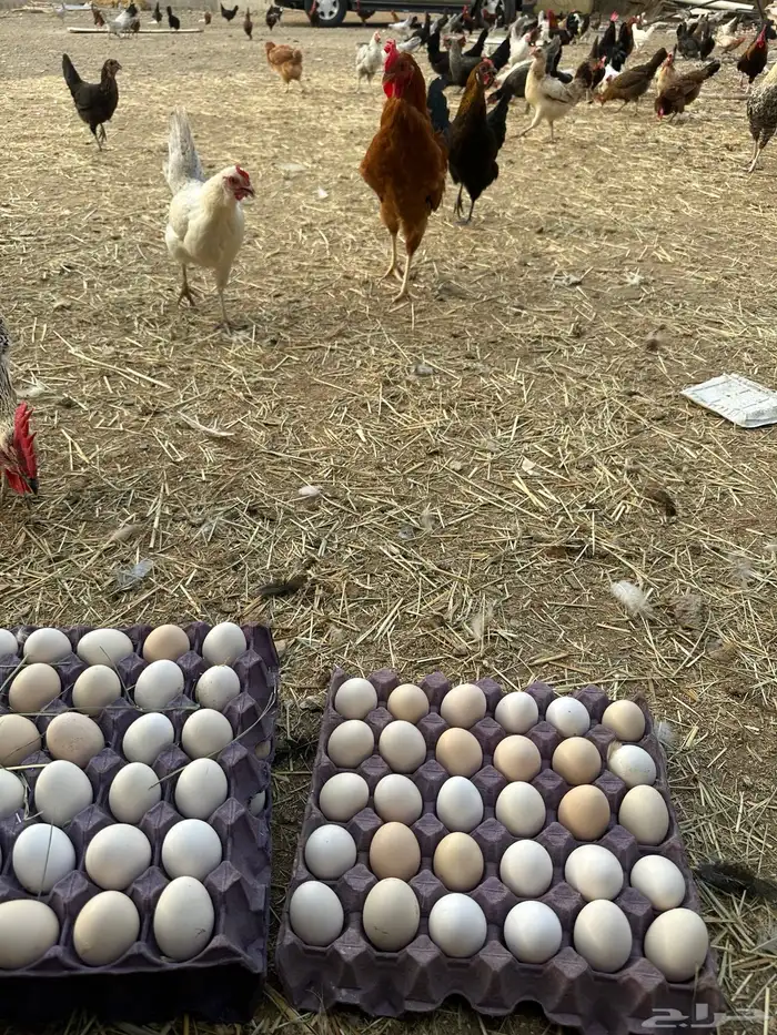 بيض بلدي الطبق 25 0