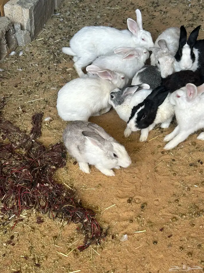 حمام و ارانب 3