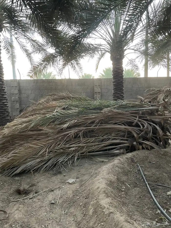 خوص سعف النخل 3