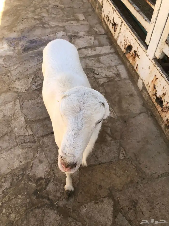 للبيع خروف رفيدي جذع ينسف شرط 5