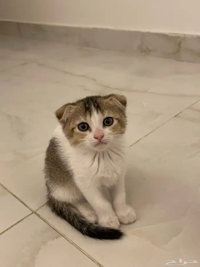 للتبني قطه انثى سكوتش مهجنه مع بلدي عمرها شهرين 0
