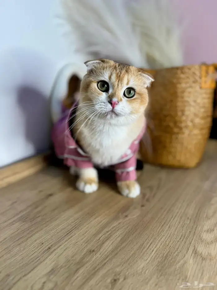 ذكر سكوتش فولد مستوى توب للبيع 0