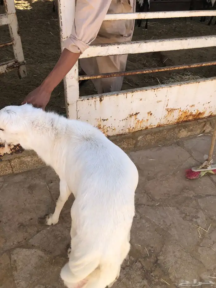 للبيع خروف رفيدي جذع ينسف شرط 3
