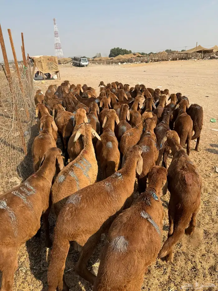 سواكن 2
