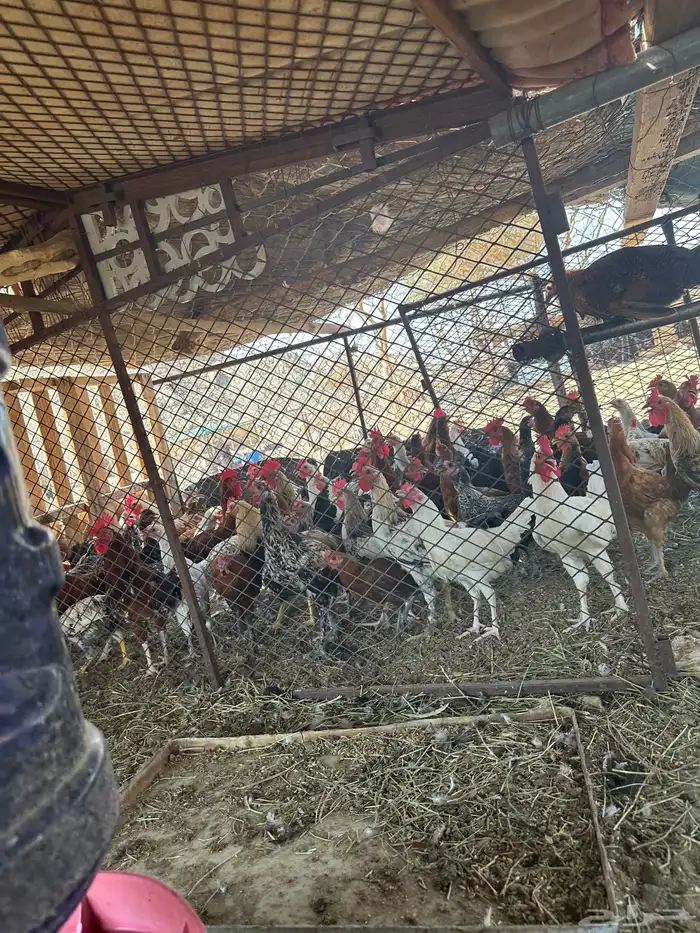 دجاج للبيع الموقع املج 3