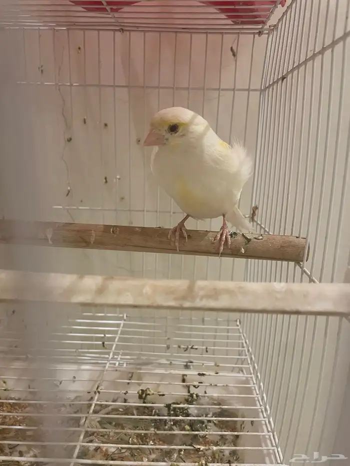 كناري اثنى 0