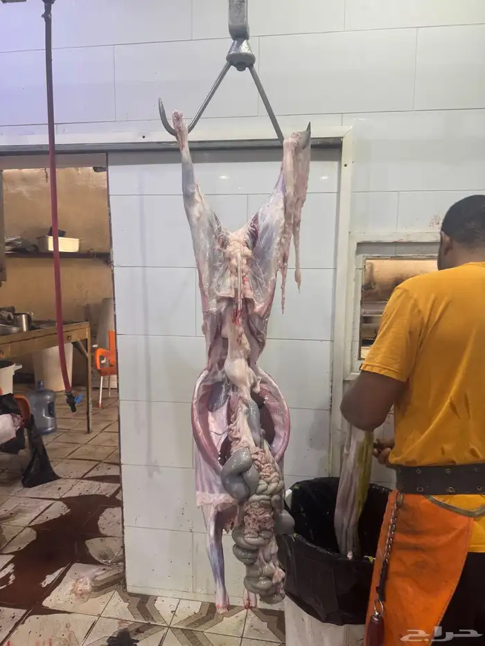 ذبائح طليان حريه وتيوس عوارض ثلاجه ومناسبات و توزيع صدقات 1
