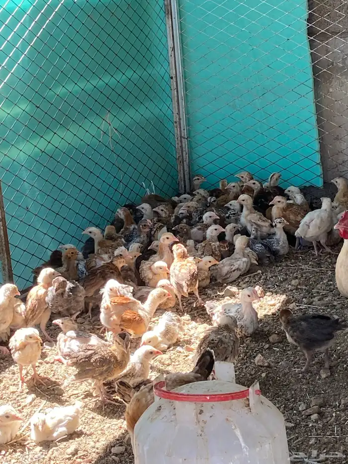 صيصان بلدي صحه ماشاءالله وعينك تشوف 2