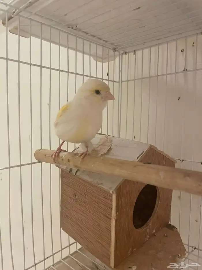 كناري اثنى 1