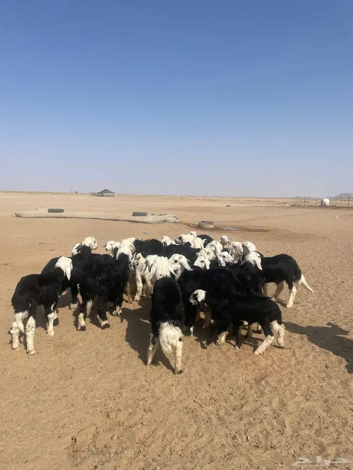 طليان نجد (( تم البيع )) 2