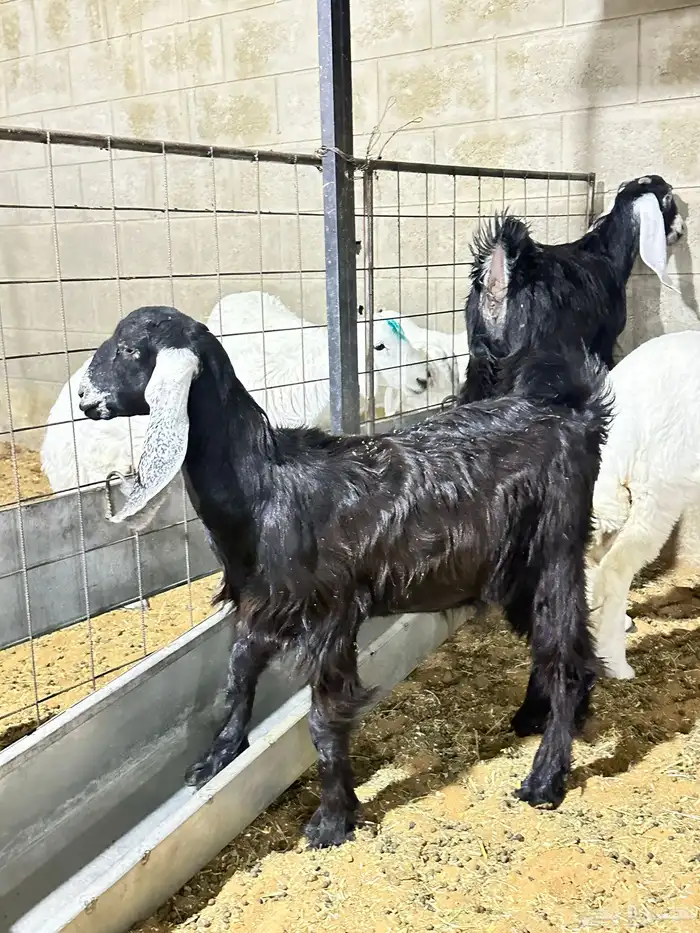 رخال وطليان وتويس وجفار ذبايح للثلاجه صلخ وتوصيل 1350 1250 7