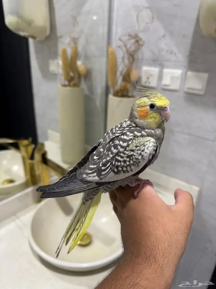 كروان فراشه اليف حمامه 2