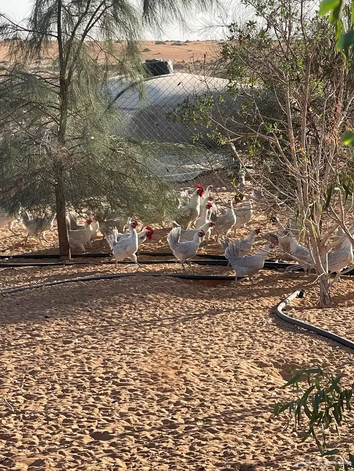 دجاج فيومي منيوم 3