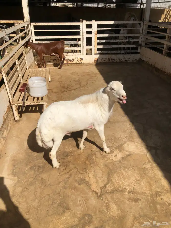 للبيع خروف رفيدي جذع ينسف شرط 1