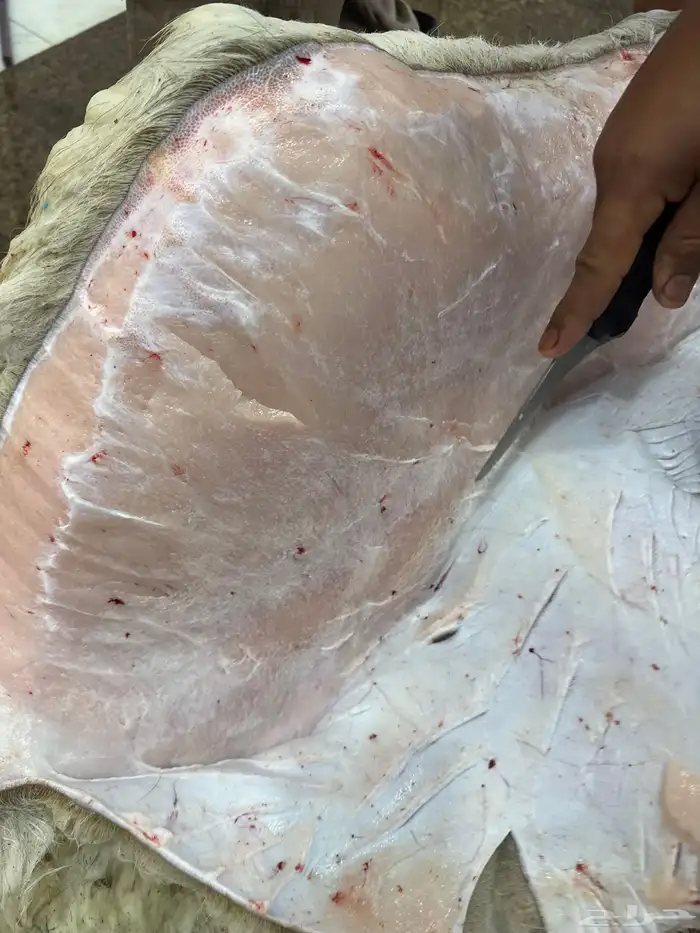 لباني شرط والطعم تحدي مضمون في الصحن 2