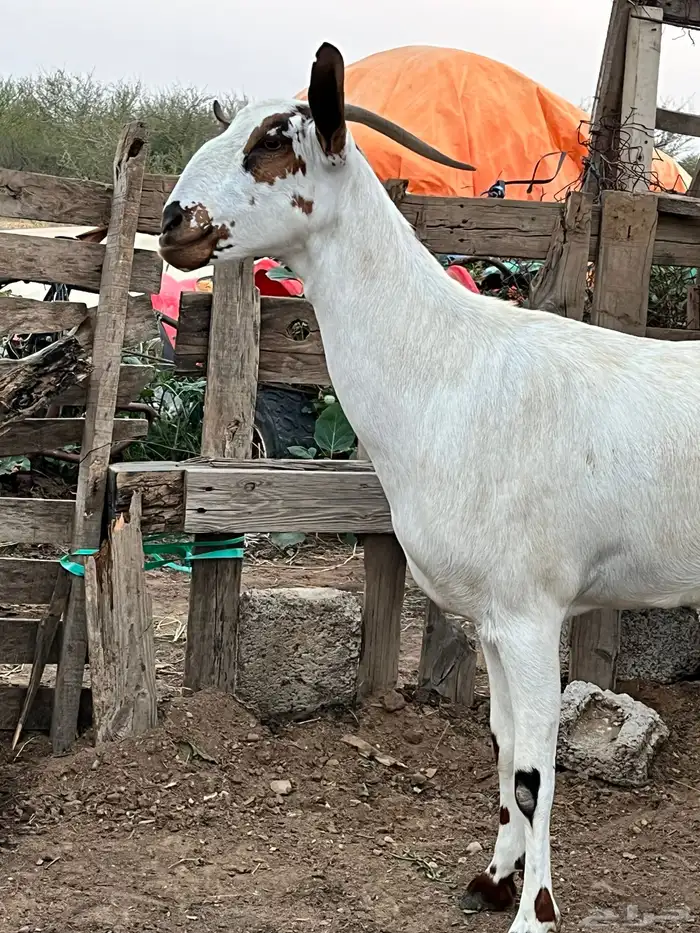 عرض عنز فاخره 0