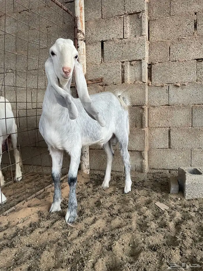 للبيع تيس مشروع فحل 1