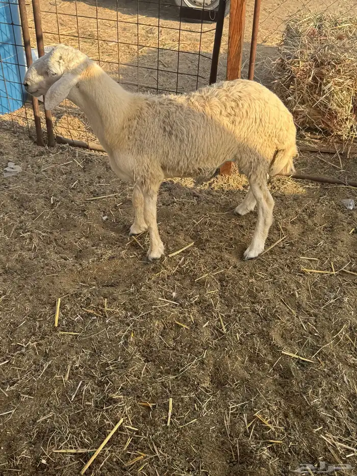 طلي حري تم البيع 0