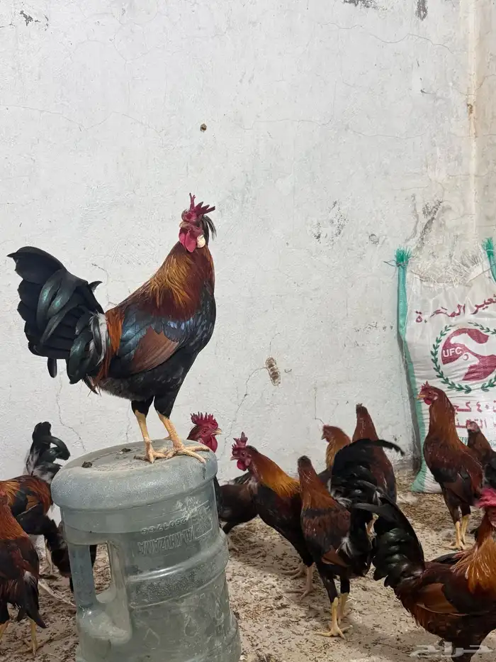 ديوك عربيه ترثه للبيع 17