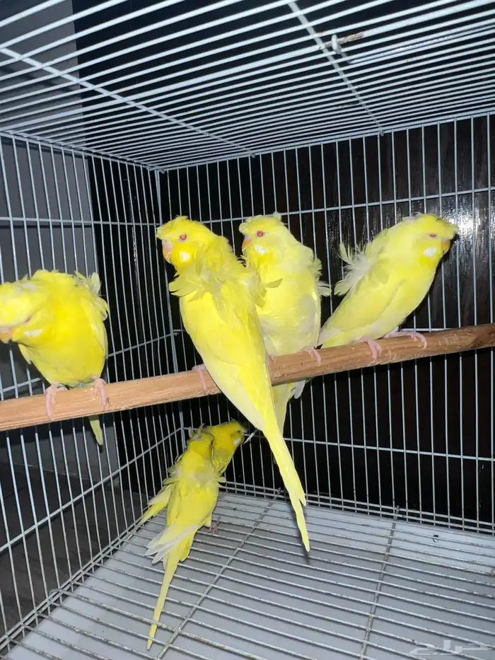 بادجي هوقو 1