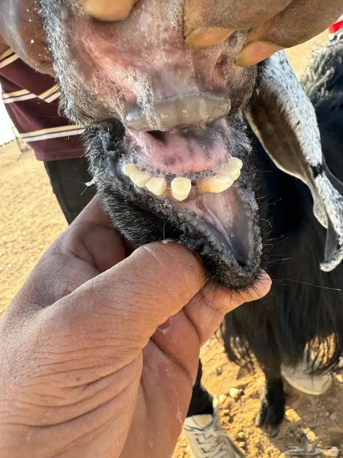 معز مضاريع 3