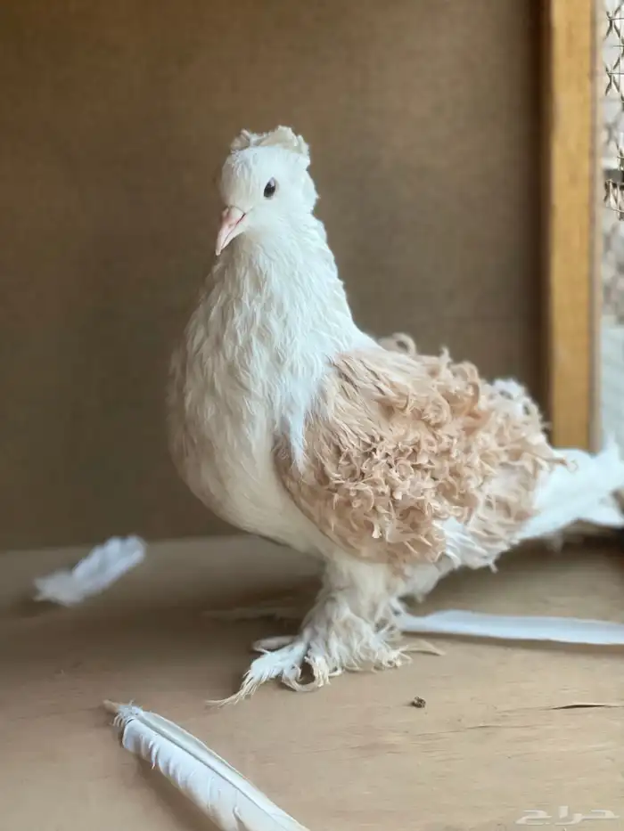 حمام البيع 2