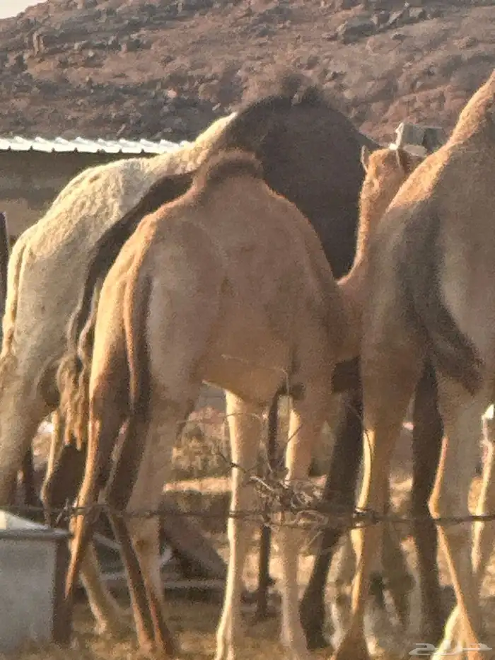بكره 1