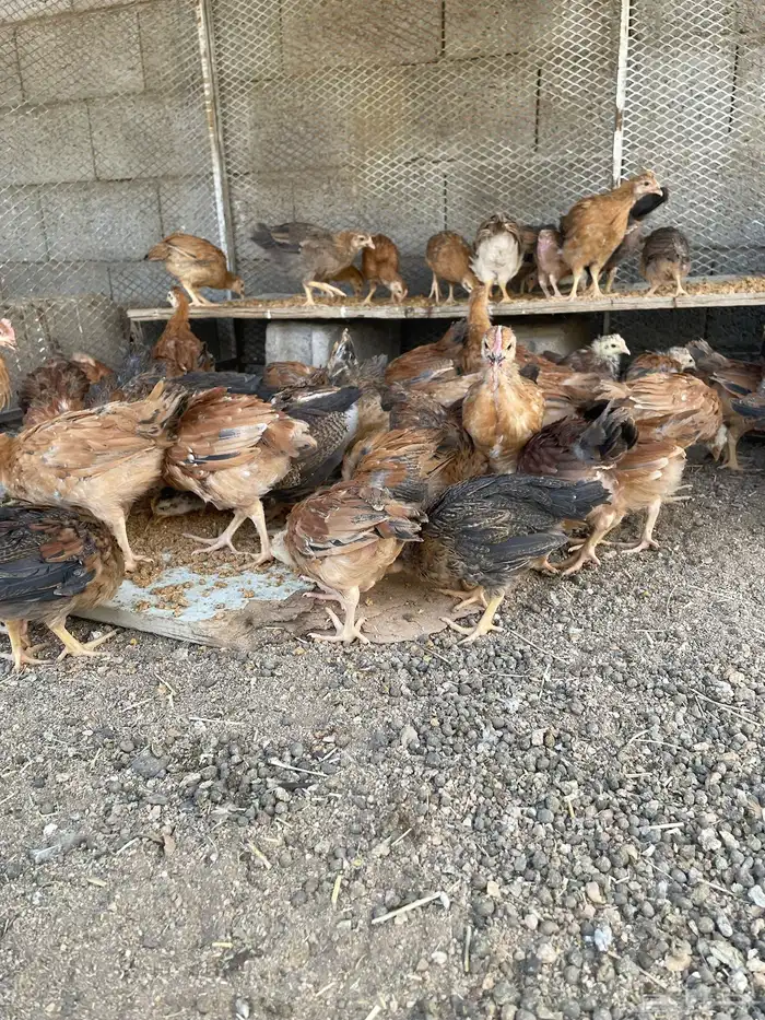 فروج دجاج 0