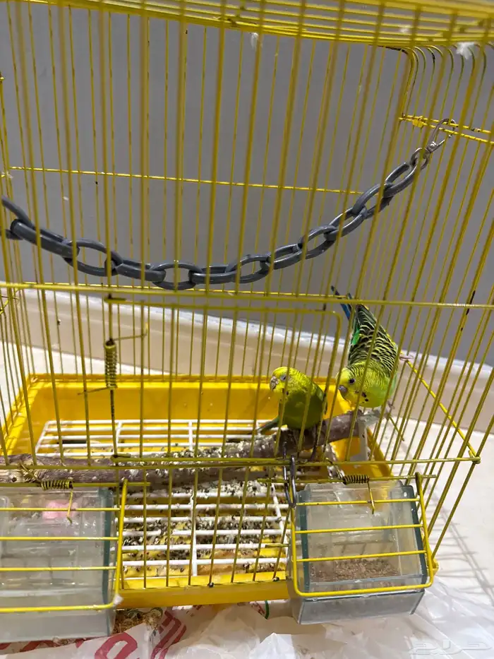 طيور بداجي بصحه جيده 0