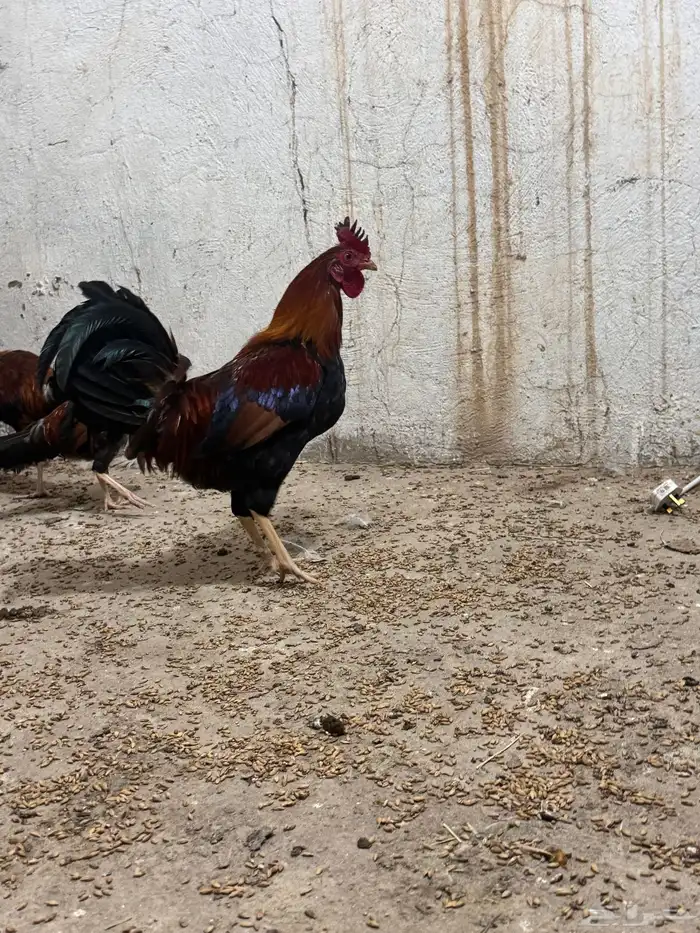 ديوك عربيه ترثه للبيع 20