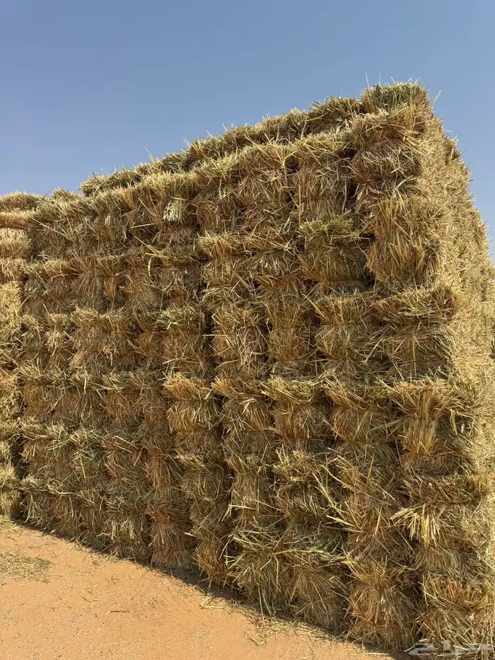 للبيع ذرة جيزانيه حمراء 5