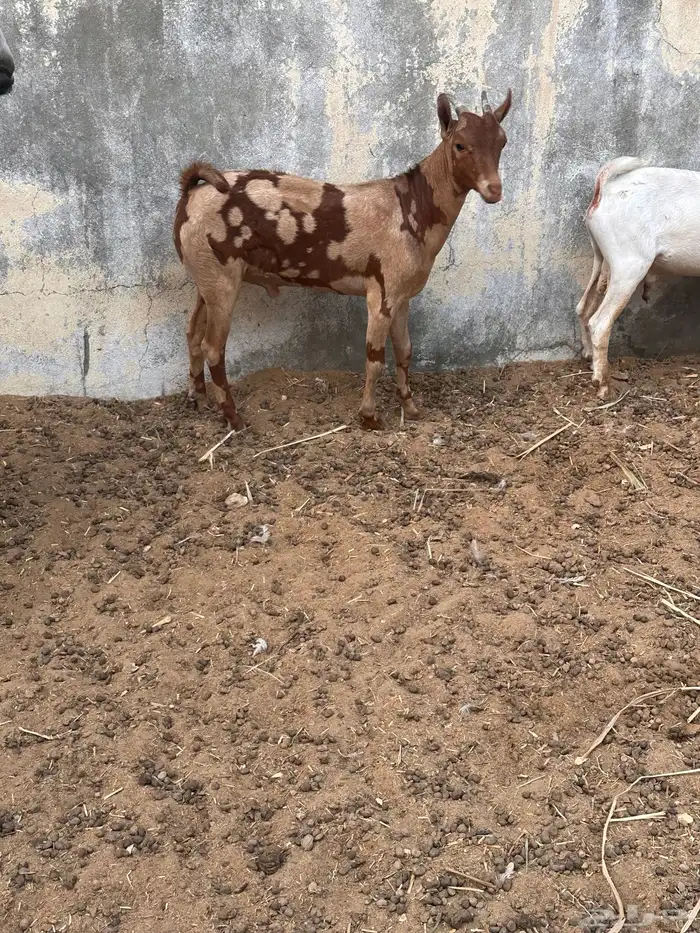تيسين عماني أبيض وجيشي بعمر 6 شهور للبيع 4