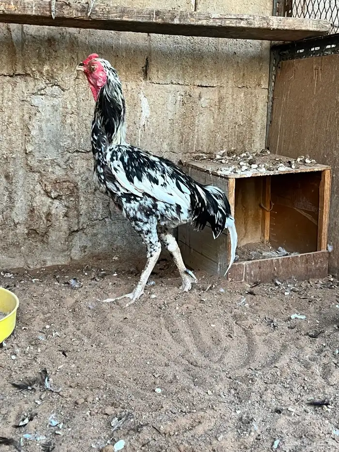 دجاج باكستاني 7