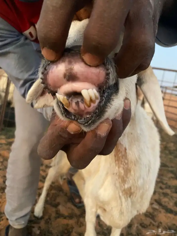 شاه حريه التفاصيل في المقطع 0