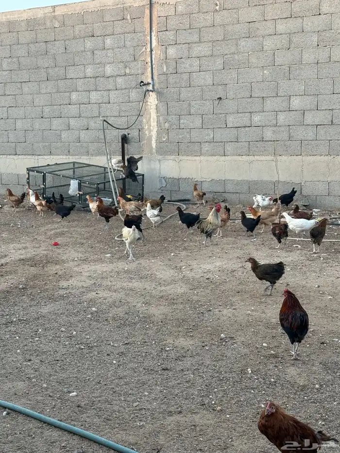 دجاج وديوك بياض 5