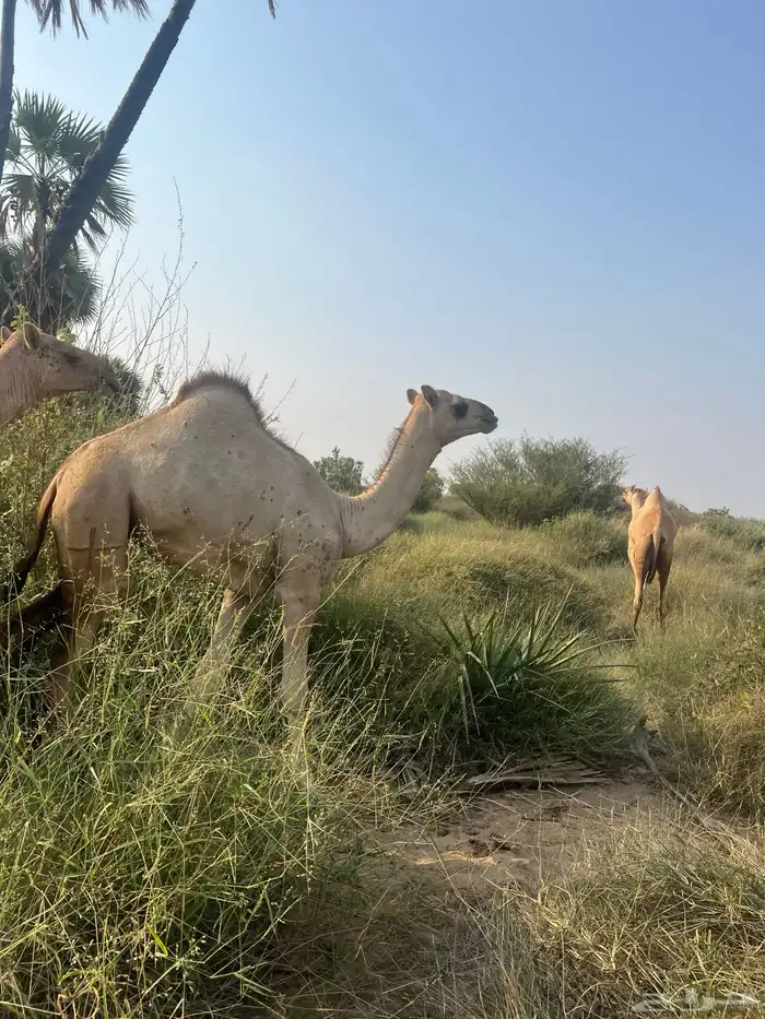 ارك ام رابع تحتها بكره عمرها 9 شهور 0