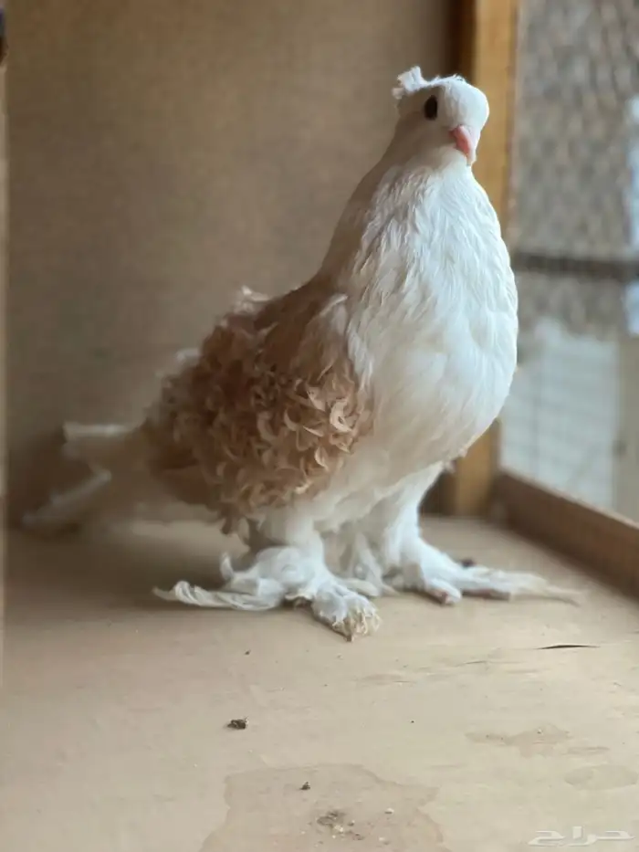 حمام البيع 3