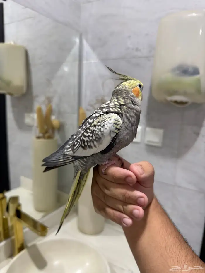 كروان فراشه اليف حمامه 1