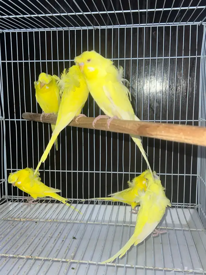 بادجي هوقو 0